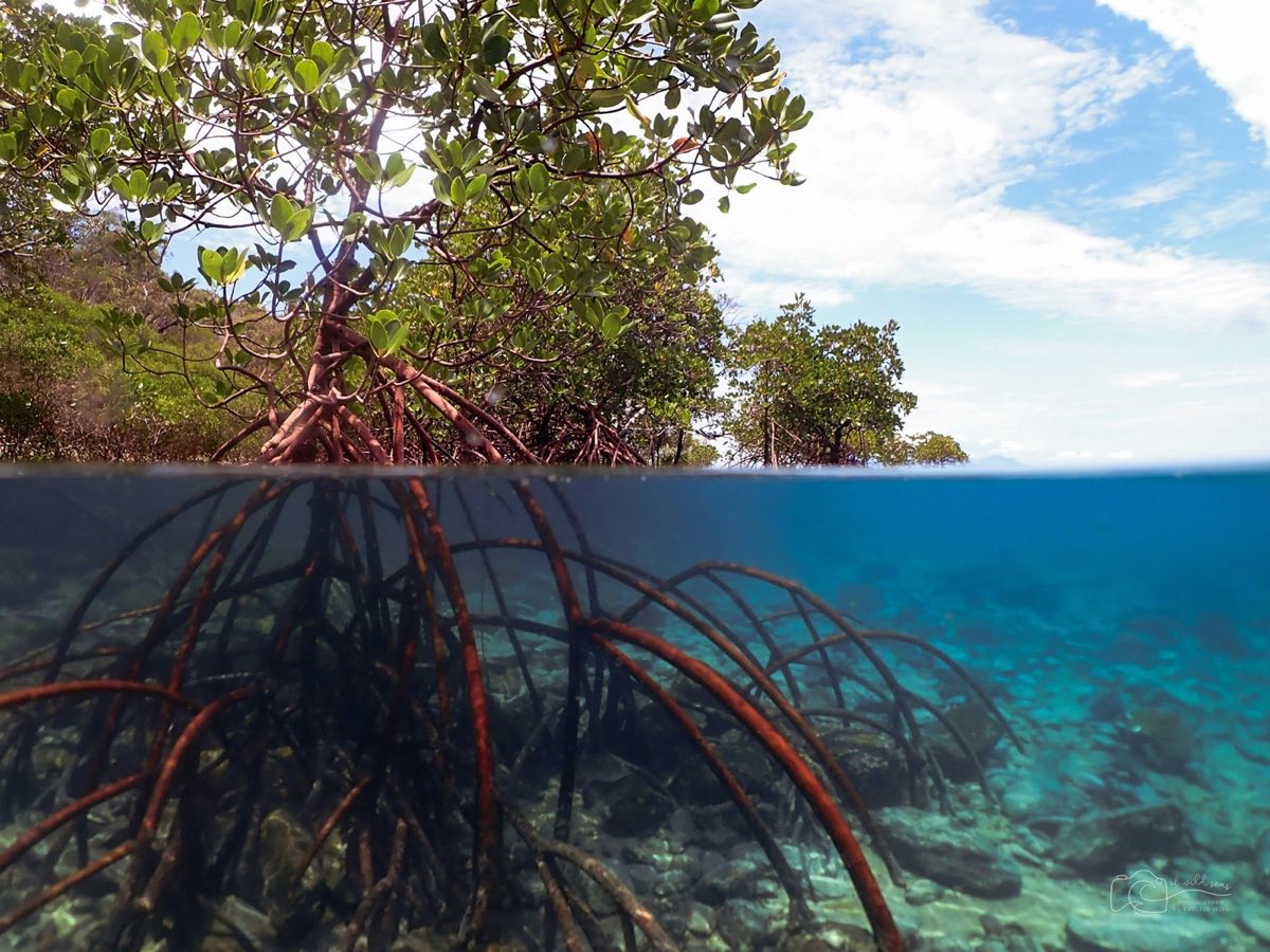 One engineer running multiple parallel worktrees, each working on a different issue